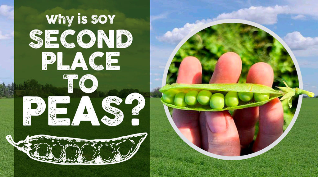 Why is Soy Second Place to Peas?